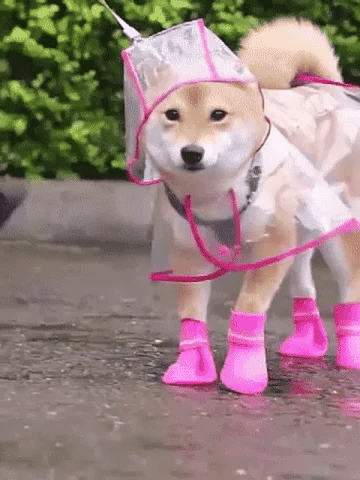 Transparent Raincoat For Dog