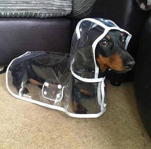 Transparent Raincoat For Dog